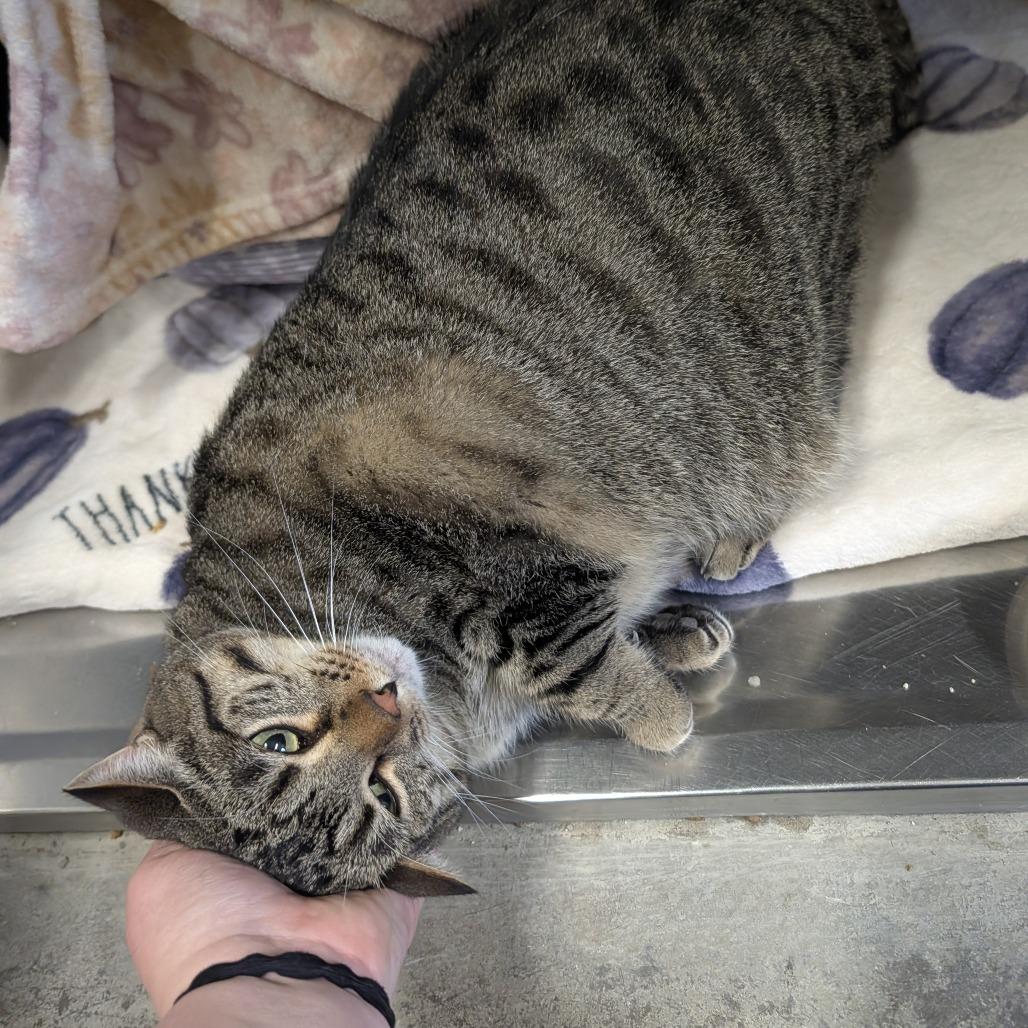 Enlarge Ram, a Adoptable mixed breed in Saint Cloud, MN image 1/6