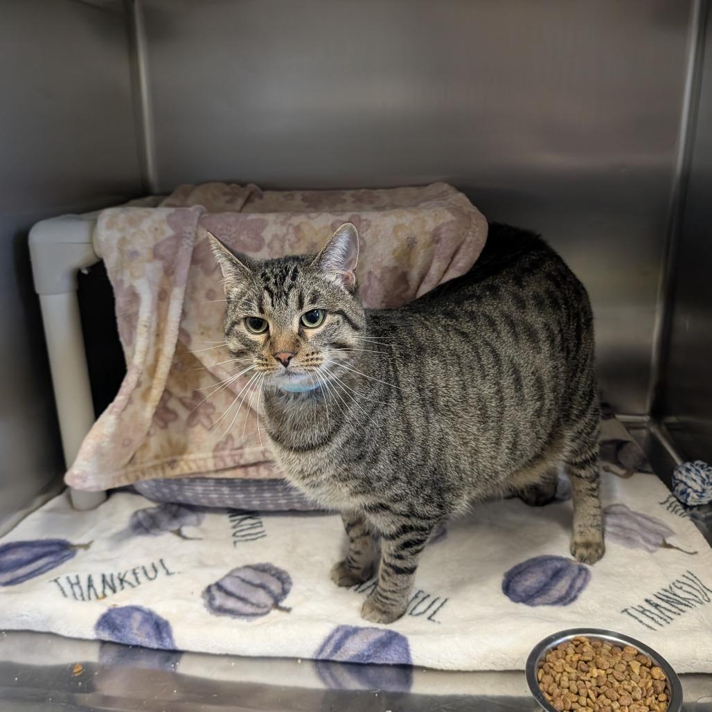 Enlarge Ram, a Adoptable mixed breed in Saint Cloud, MN image 2/6