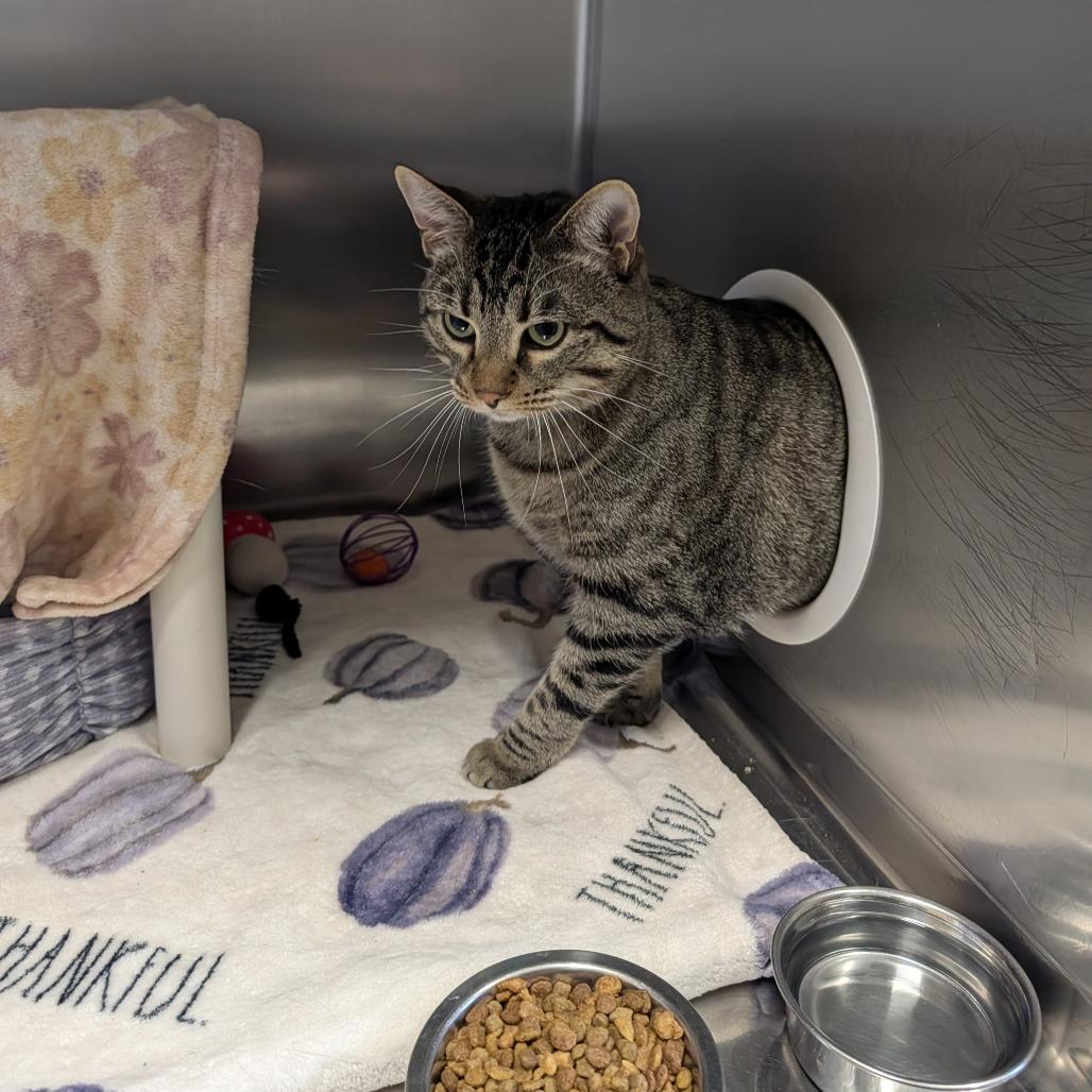 Enlarge Ram, a Adoptable mixed breed in Saint Cloud, MN image 3/6