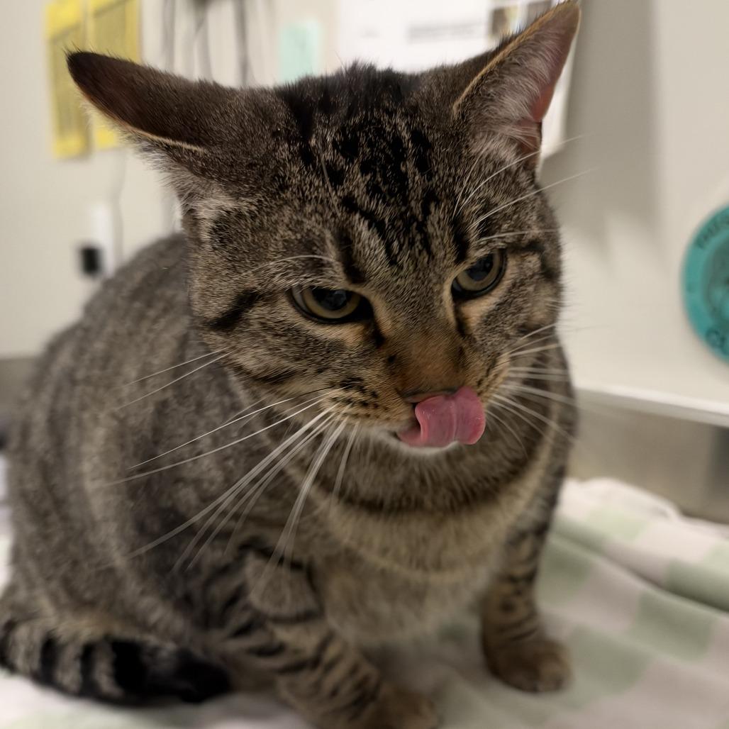 Enlarge Ram, a Adoptable mixed breed in Saint Cloud, MN image 4/6