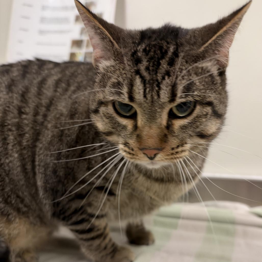 Enlarge Ram, a Adoptable mixed breed in Saint Cloud, MN image 5/6