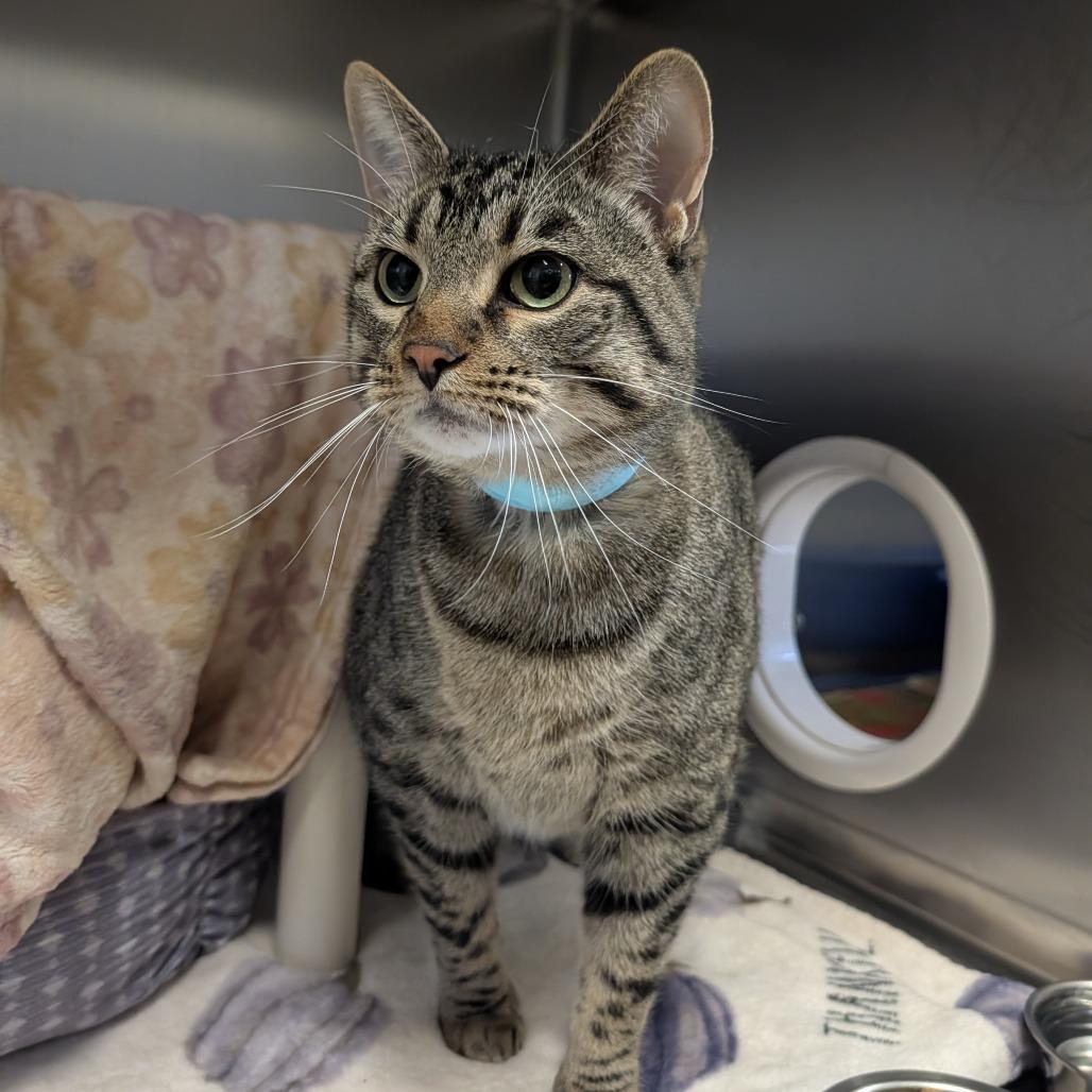 Enlarge Ram, a Adoptable mixed breed in Saint Cloud, MN image 6/6
