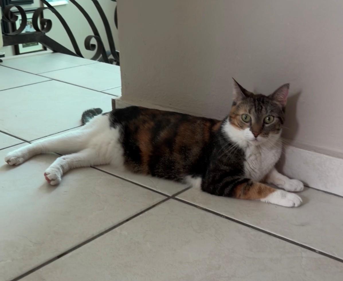 Chloe, Adoptable, Young Female Calico.