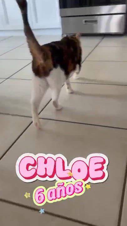 Enlarge Chloe, a Adoptable mixed breed in Huntington, NY video 2/3