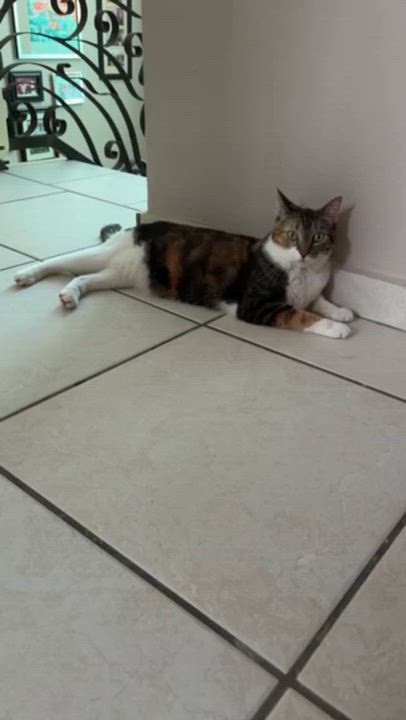 Enlarge Chloe, a Adoptable mixed breed in Huntington, NY video 3/3