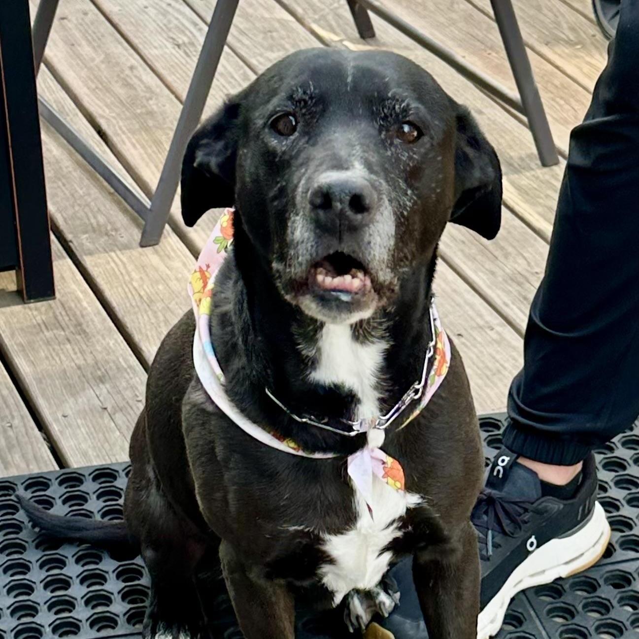 Enlarge Annie in Colorado, a ADOPTABLE mixed breed in Boulder, CO image 3/6