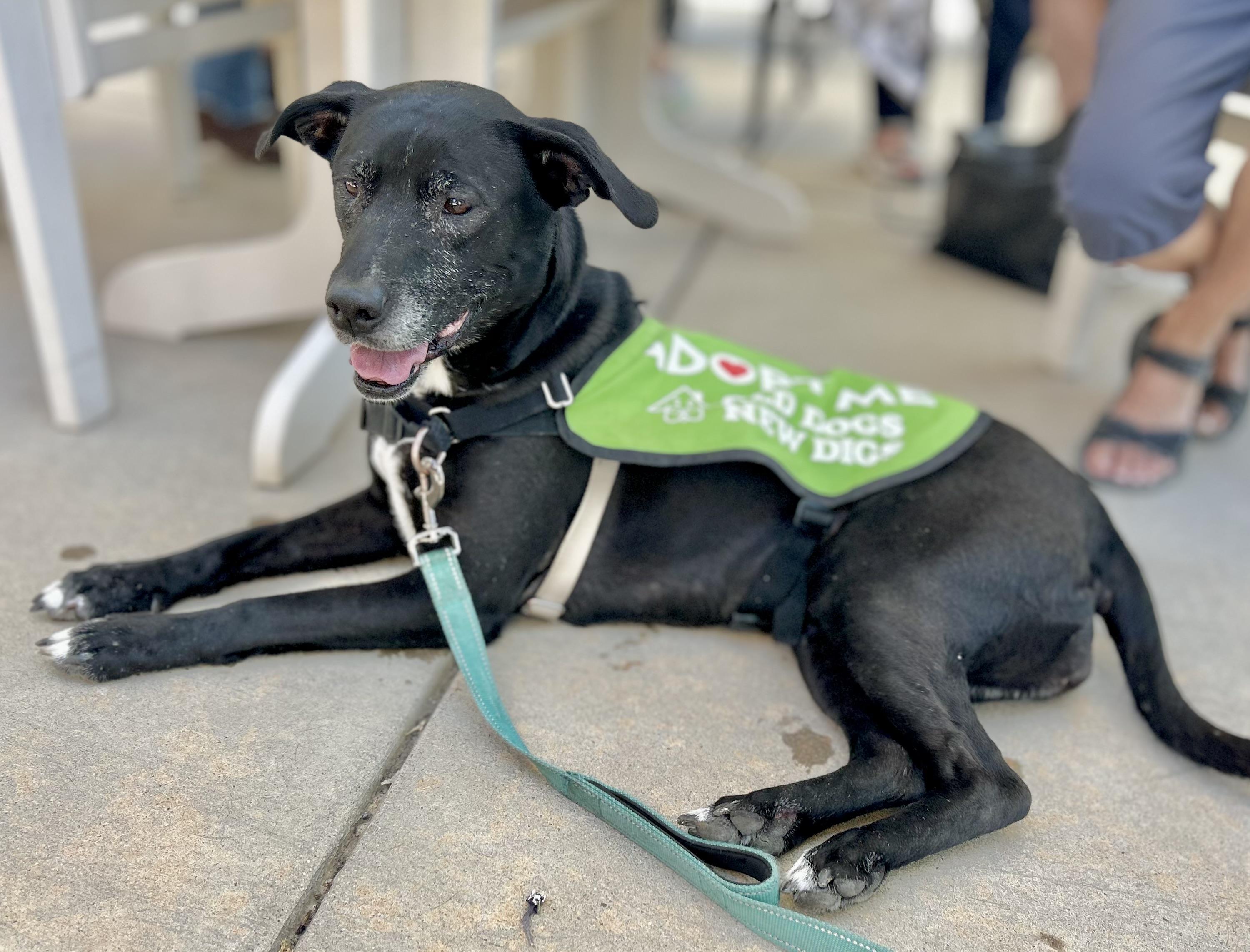 Annie in Colorado, a ADOPTABLE mixed breed in Boulder, CO image 3/6