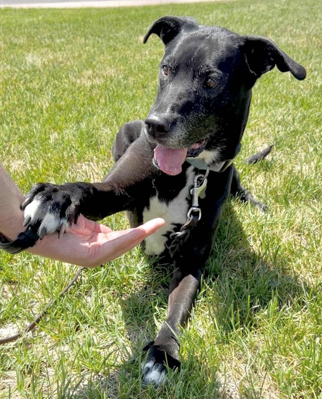 Annie in Colorado, ADOPTABLE, Senior Female Black Labrador Retriever.