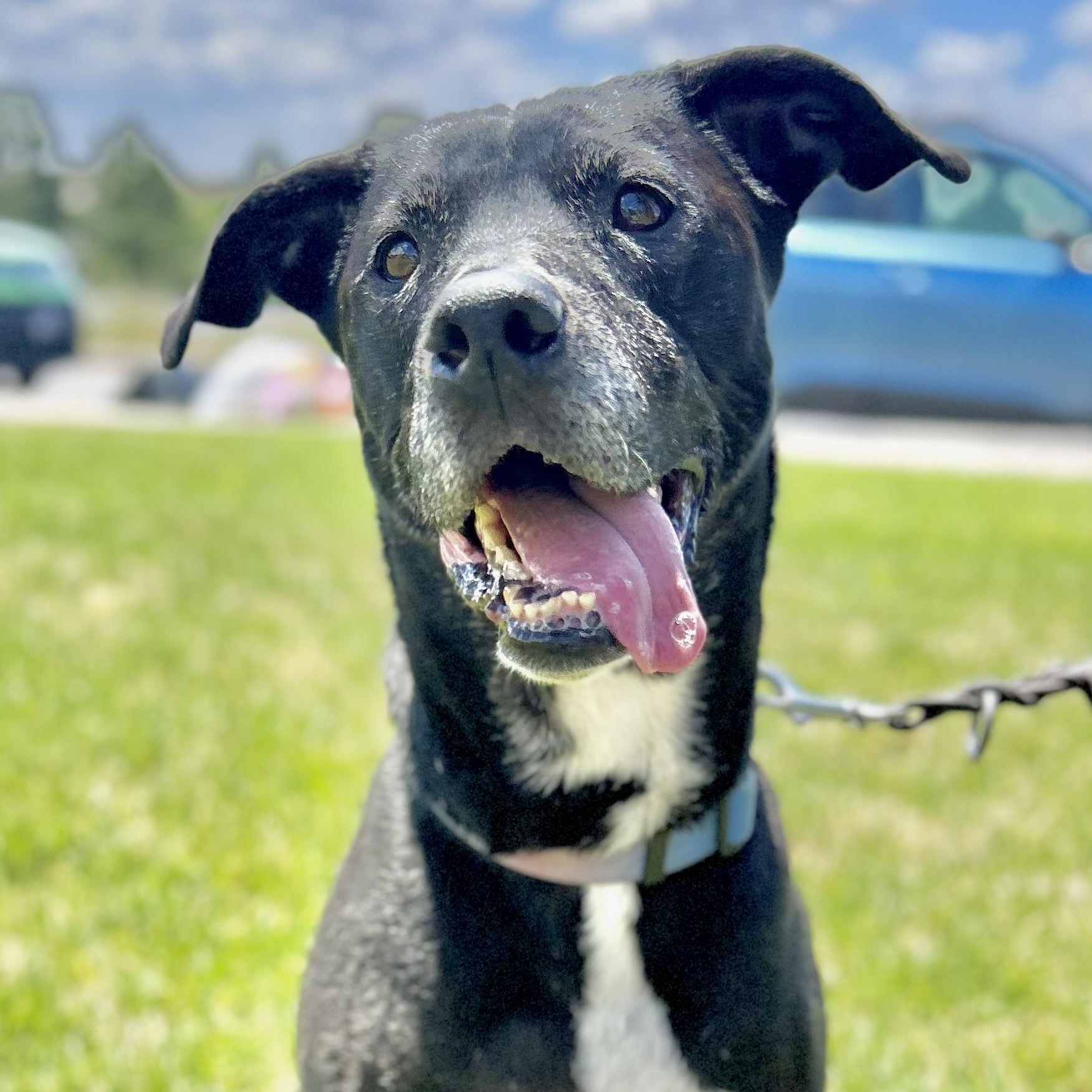 Annie in Colorado, a ADOPTABLE mixed breed in Boulder, CO image 2/6