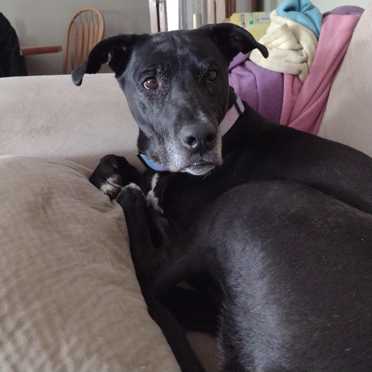 Enlarge Annie in Colorado, a ADOPTABLE mixed breed in Boulder, CO image 6/6