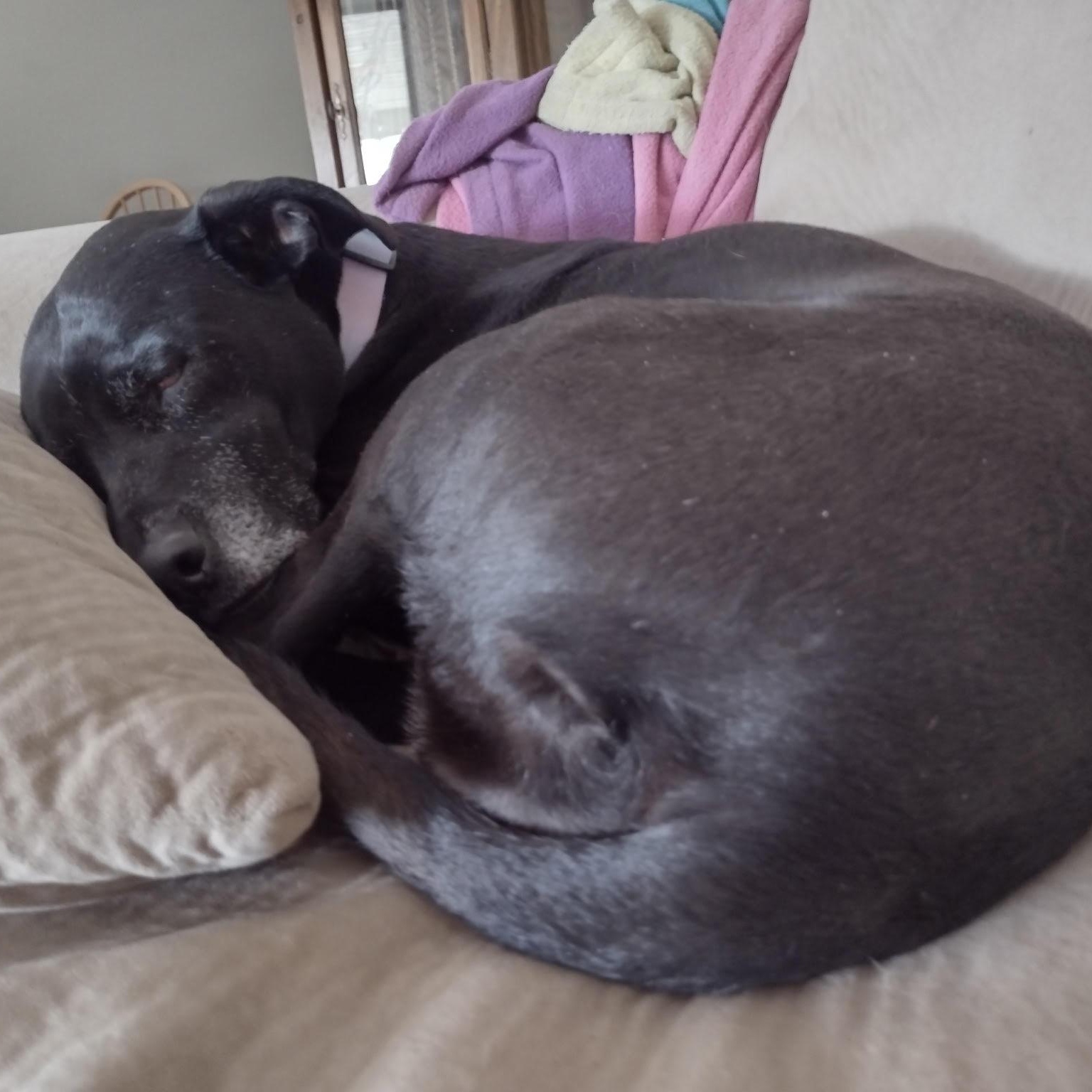 Enlarge Annie in Colorado, a ADOPTABLE mixed breed in Boulder, CO image 2/6