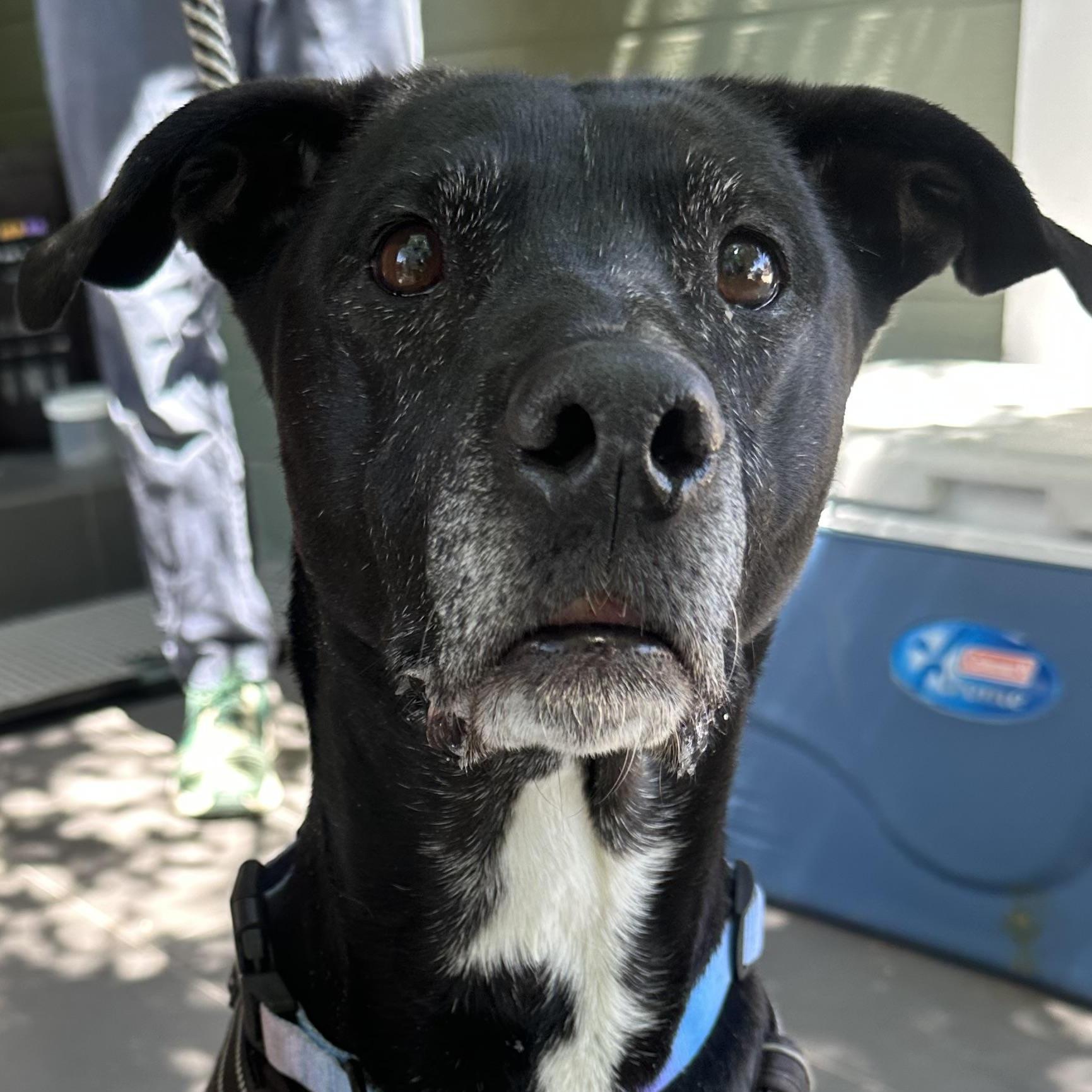 Enlarge Annie in Colorado, a ADOPTABLE mixed breed in Boulder, CO image 5/6