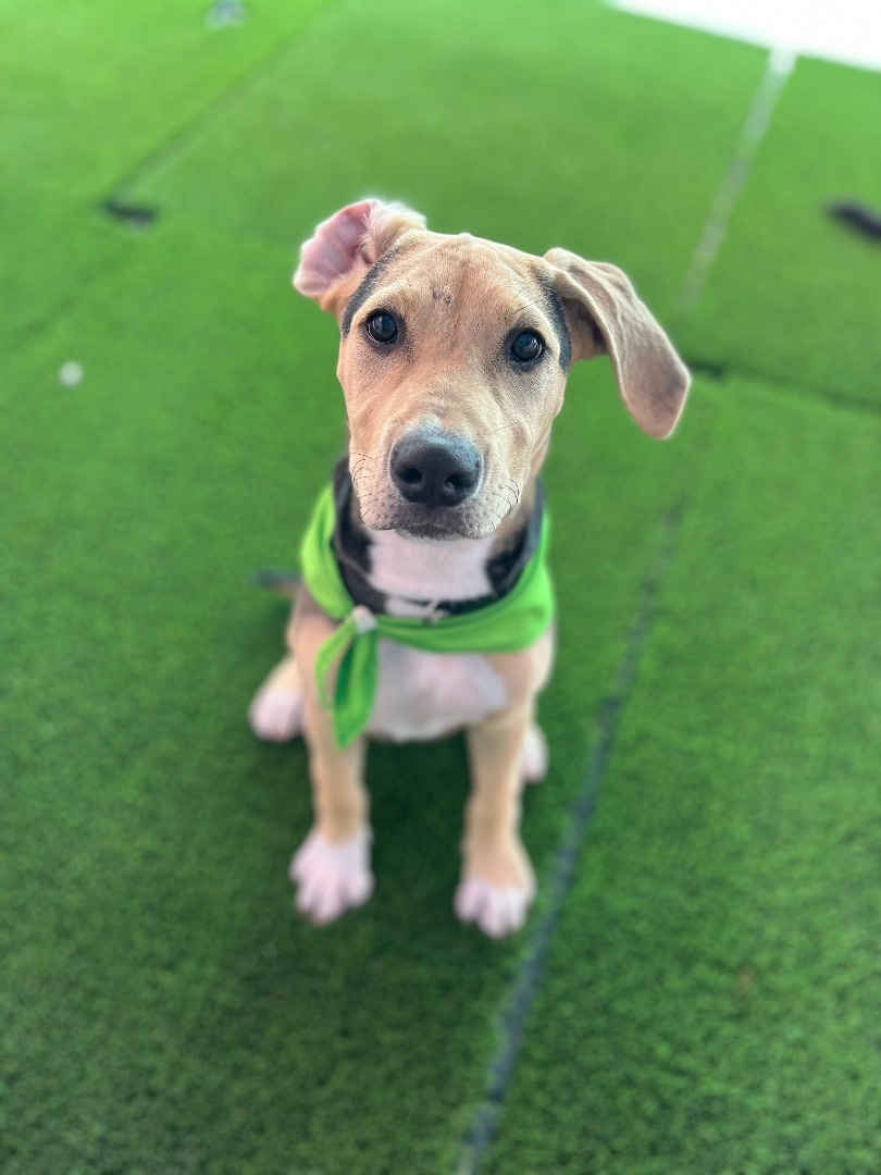 Bubba , Adopted, Puppy Male Hound & American Staffordshire Terrier.