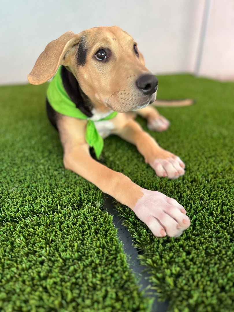 Enlarge Bubba , a Adopted mixed breed in Poway, CA image 2/5