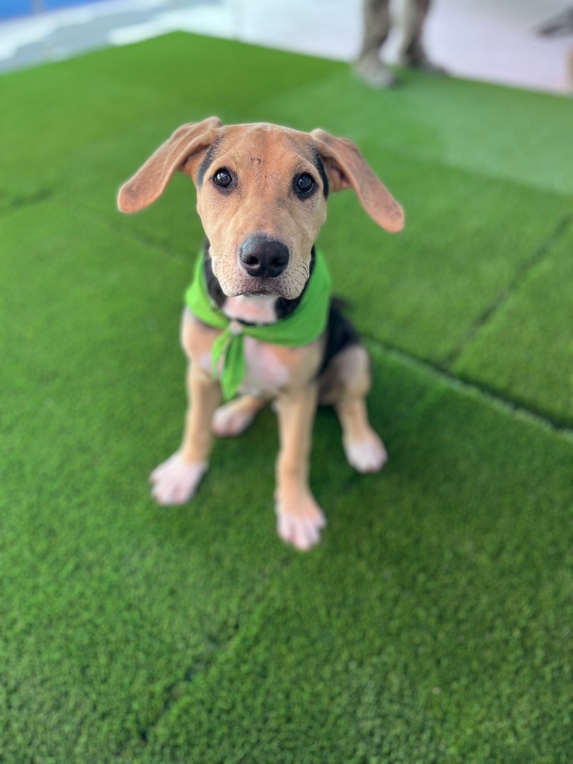 Enlarge Bubba , a Adopted mixed breed in Poway, CA image 3/5