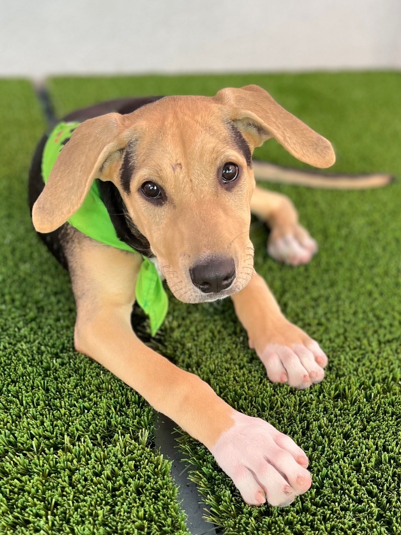 Enlarge Bubba , a Adopted mixed breed in Poway, CA image 4/5