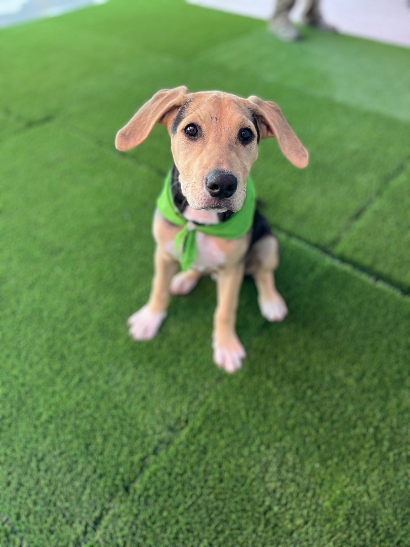 Enlarge Bubba , a Adopted mixed breed in Poway, CA image 5/5