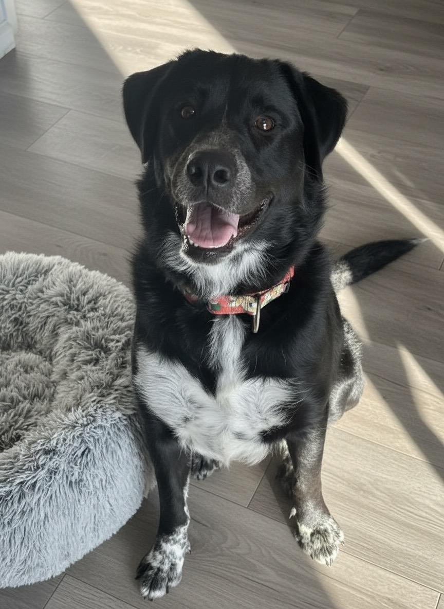 Missy, a ADOPTABLE mixed breed in Hillsdale, NY image 2/4