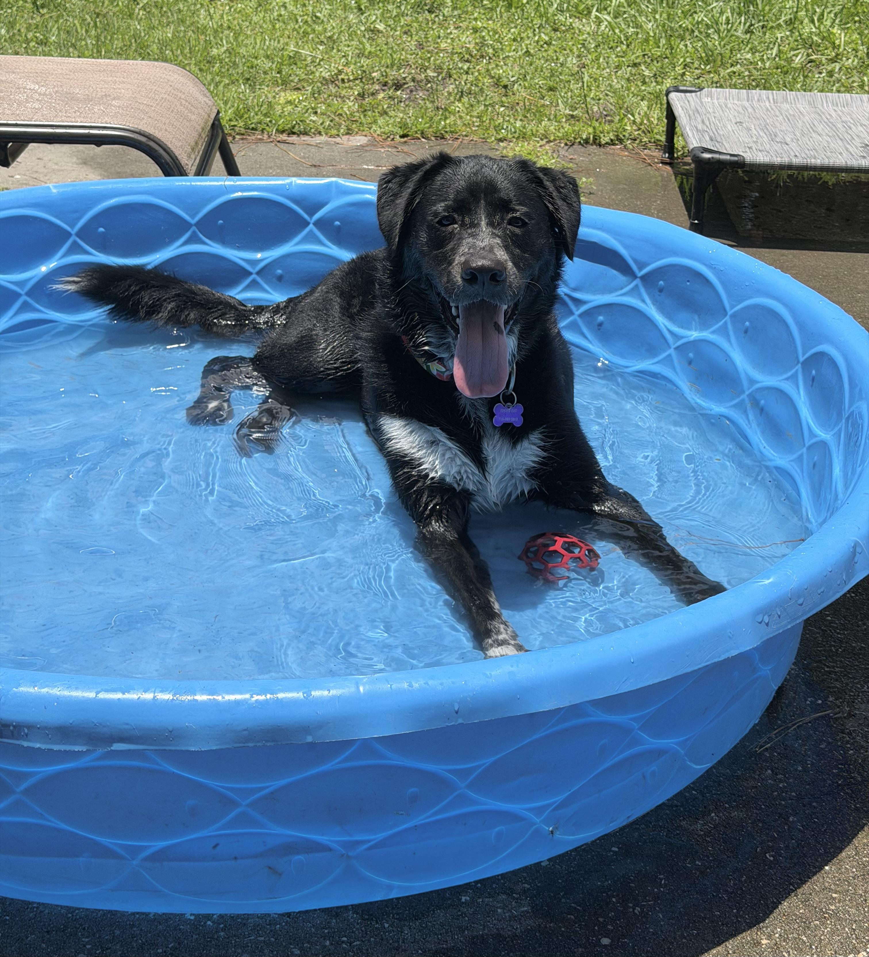Missy, ADOPTABLE, Adult Female Labrador Retriever & Flat-Coated Retriever.