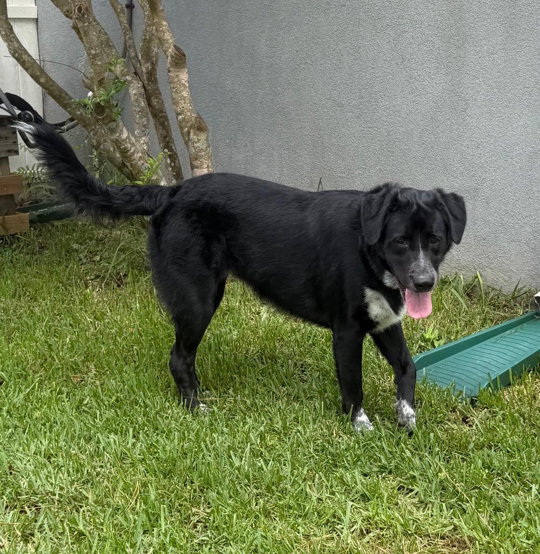 Missy, a ADOPTABLE mixed breed in Hillsdale, NY image 3/4