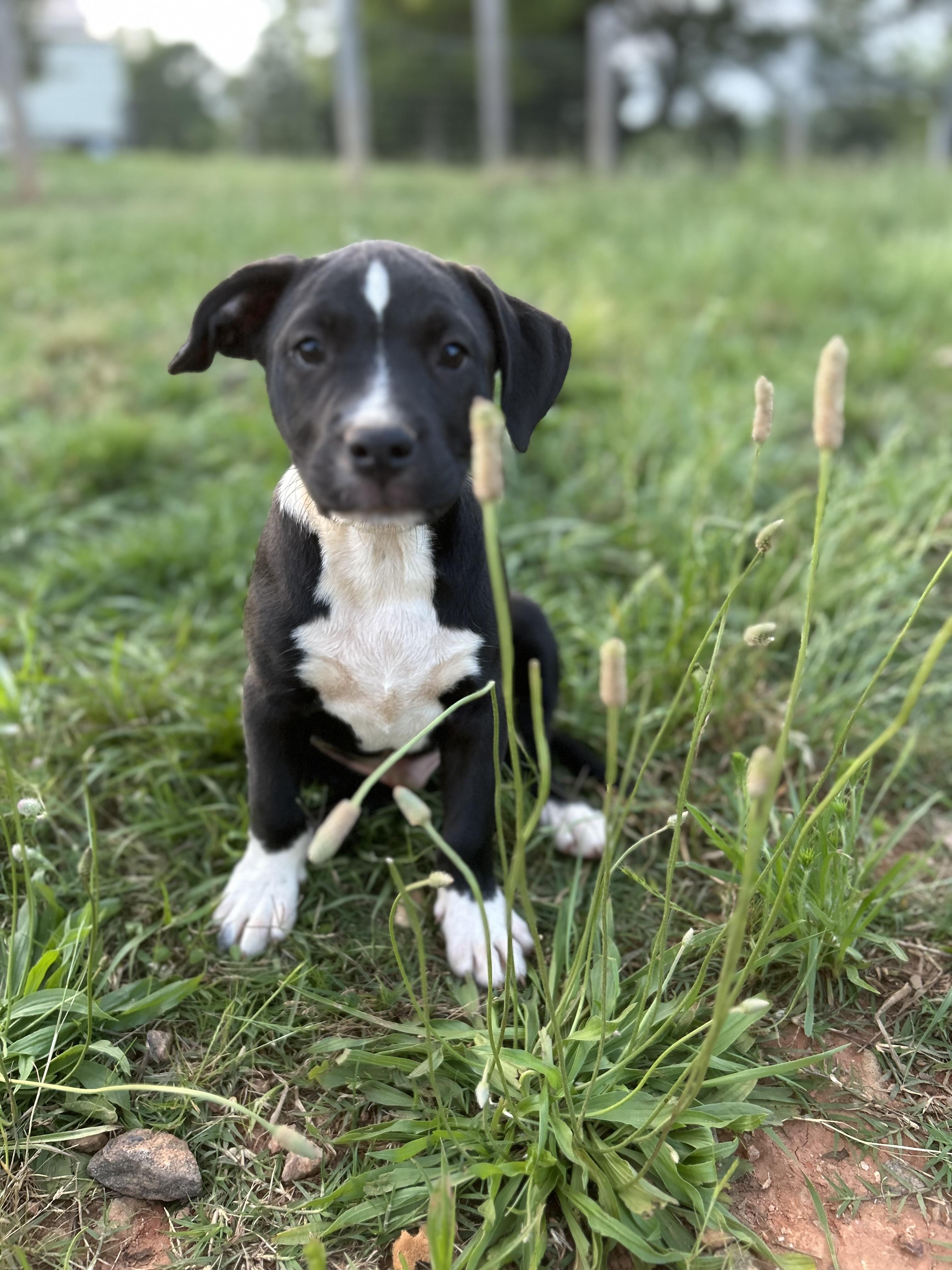 Staffy Male 1 - Feb 2025