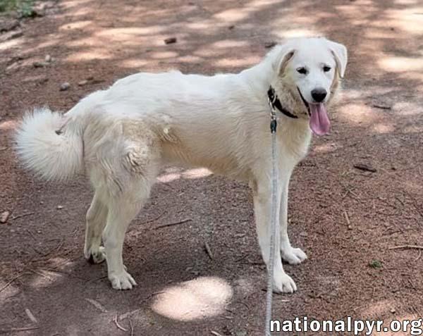 Enlarge Ray in NJ - Very Loving, Cuddly & Playful!, an adoptable Great Pyrenees in Hillsborough, NJ image 4/4