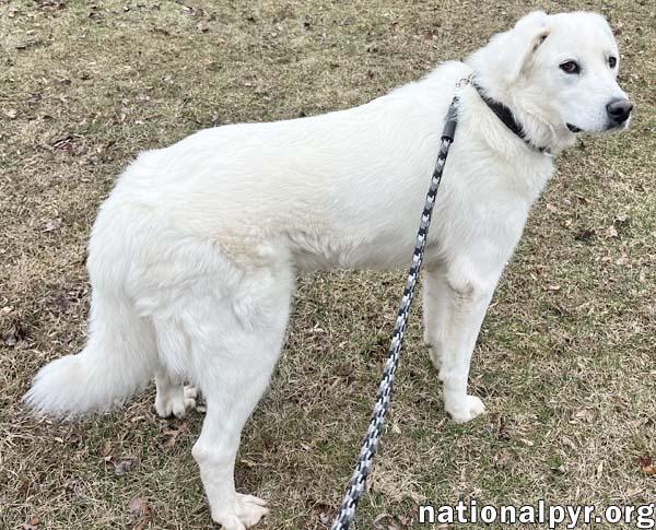 Enlarge Ray in NJ - Very Loving, Cuddly & Playful!, an adoptable Great Pyrenees in Hillsborough, NJ image 4/4