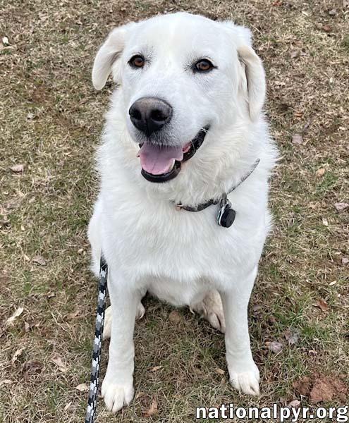 Enlarge Ray in NJ - Very Loving, Cuddly & Playful!, an adoptable Great Pyrenees in Hillsborough, NJ image 2/4