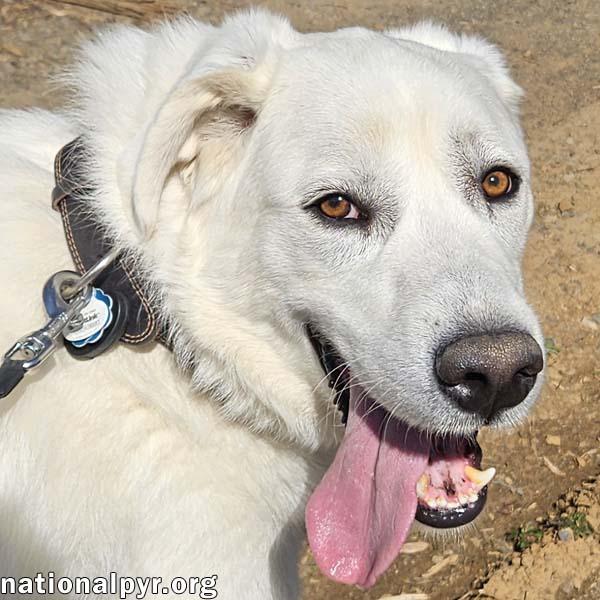 Enlarge Ray in NJ - Very Loving, Cuddly & Playful!, an adoptable Great Pyrenees in Hillsborough, NJ image 1/4