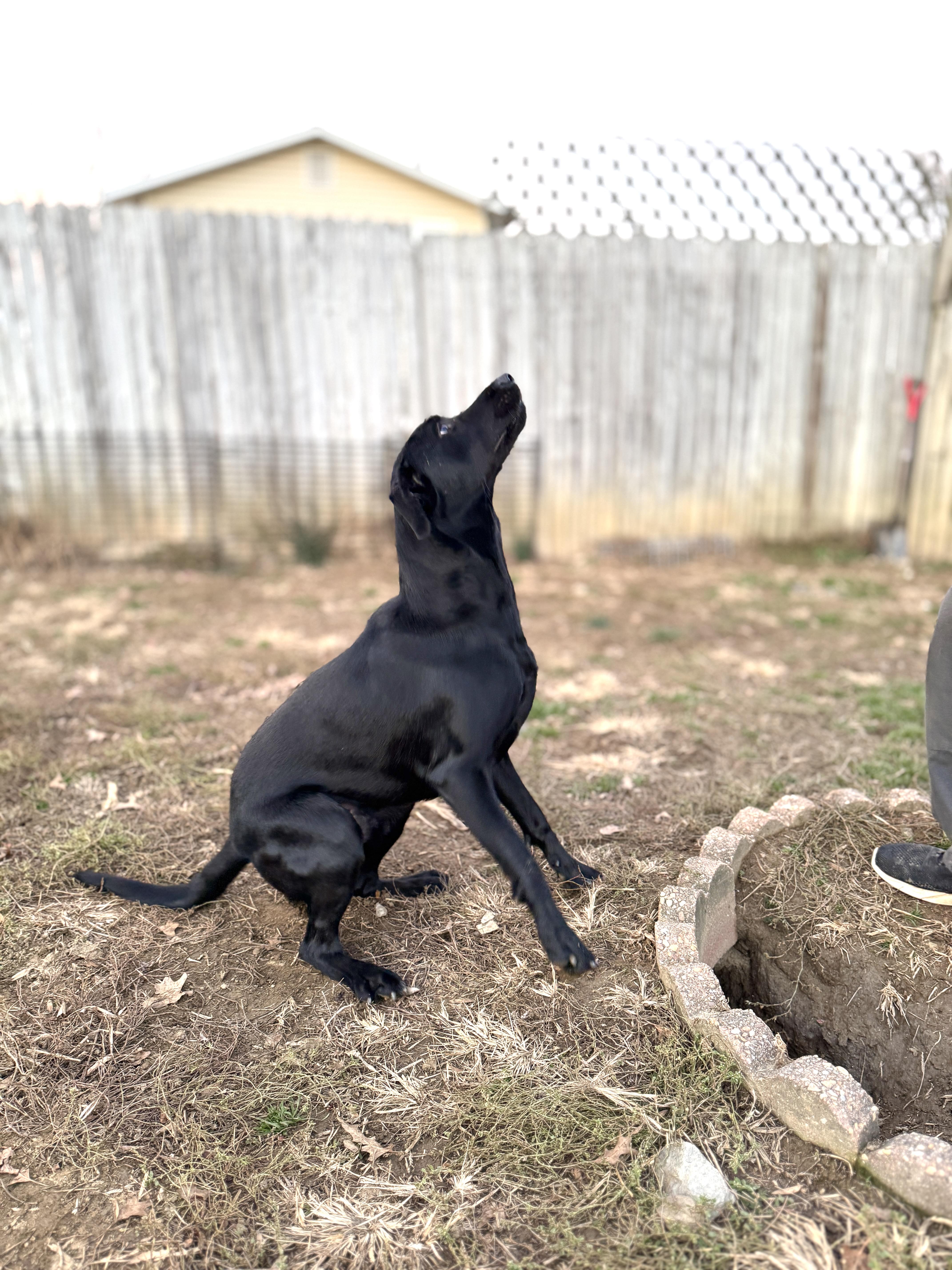 Onyx, Adoptable, Young Male Black Labrador Retriever & Hound.