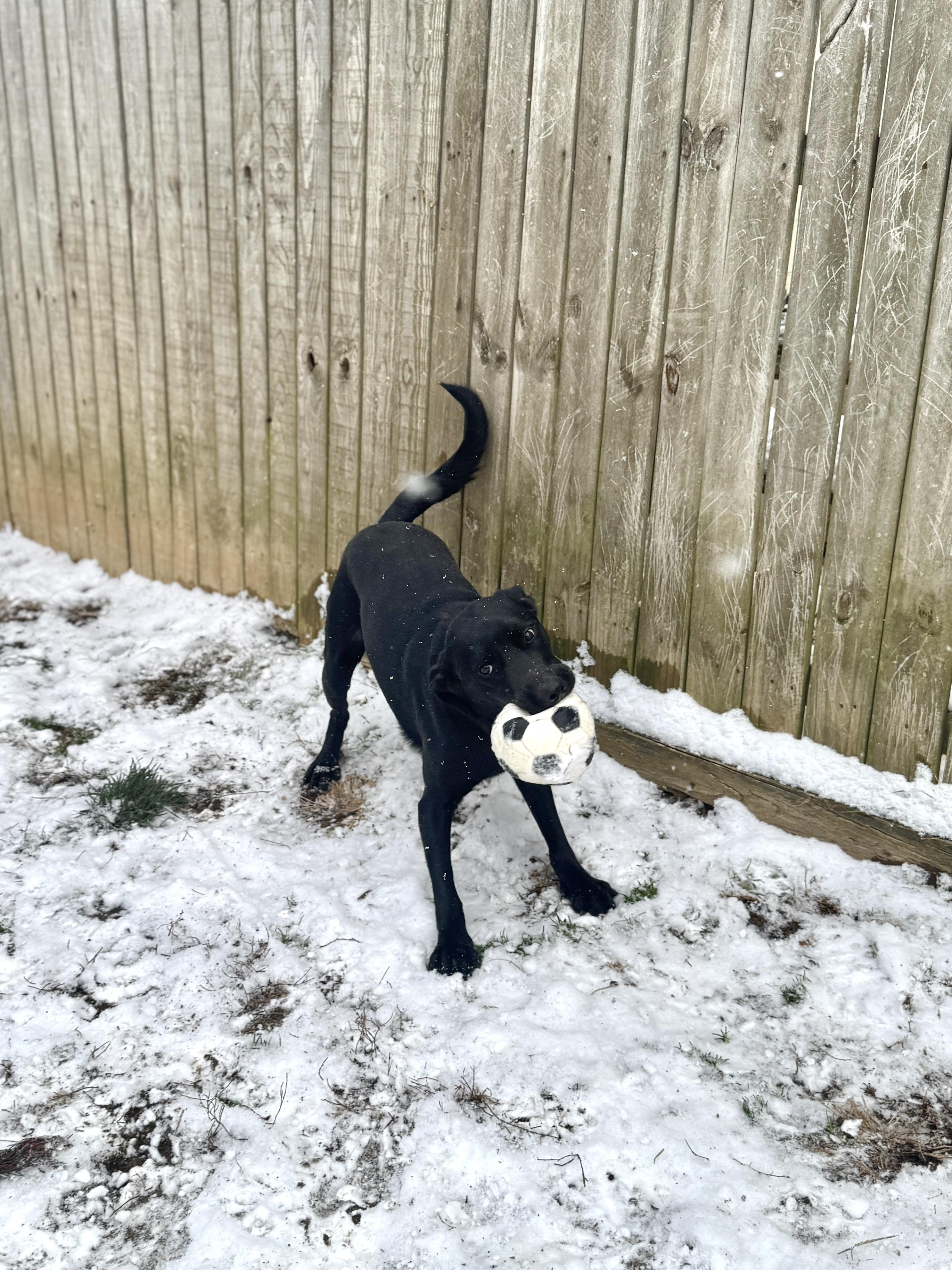 Enlarge Onyx, a Adoptable mixed breed in Silver Spring, MD image 3/6