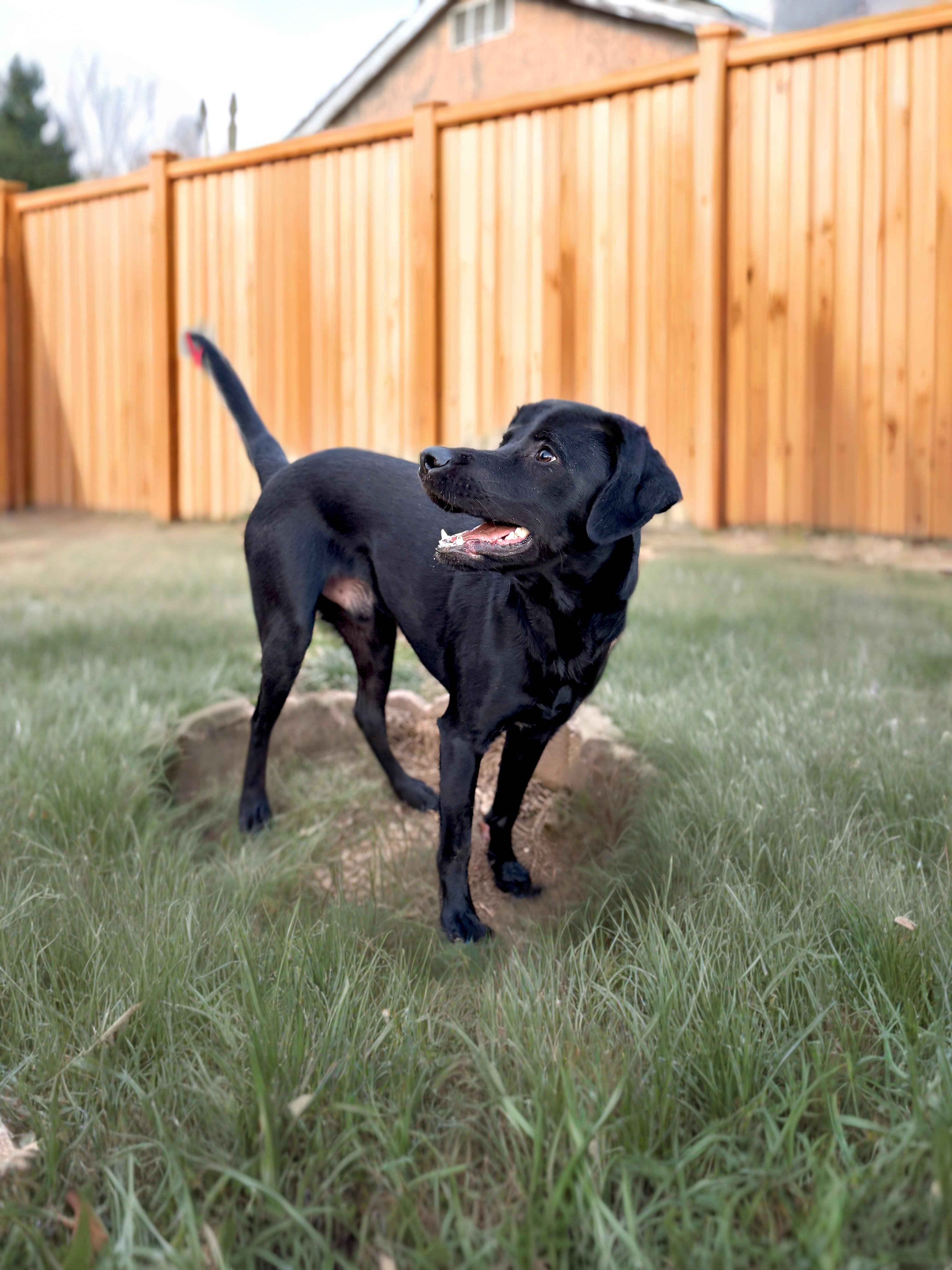 Enlarge Onyx, a Adoptable mixed breed in Silver Spring, MD image 2/6