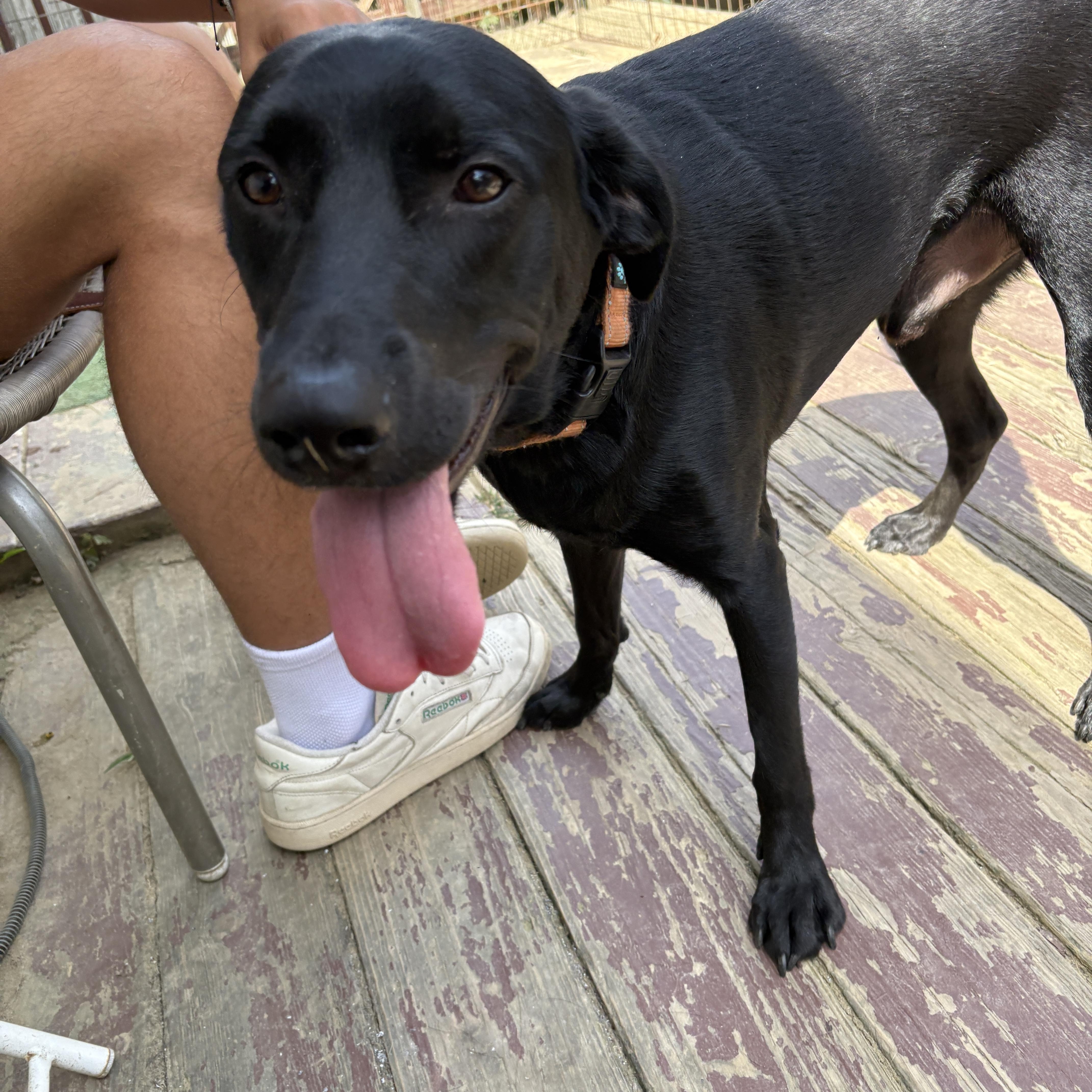 Enlarge Onyx, a Adoptable mixed breed in Silver Spring, MD image 5/6