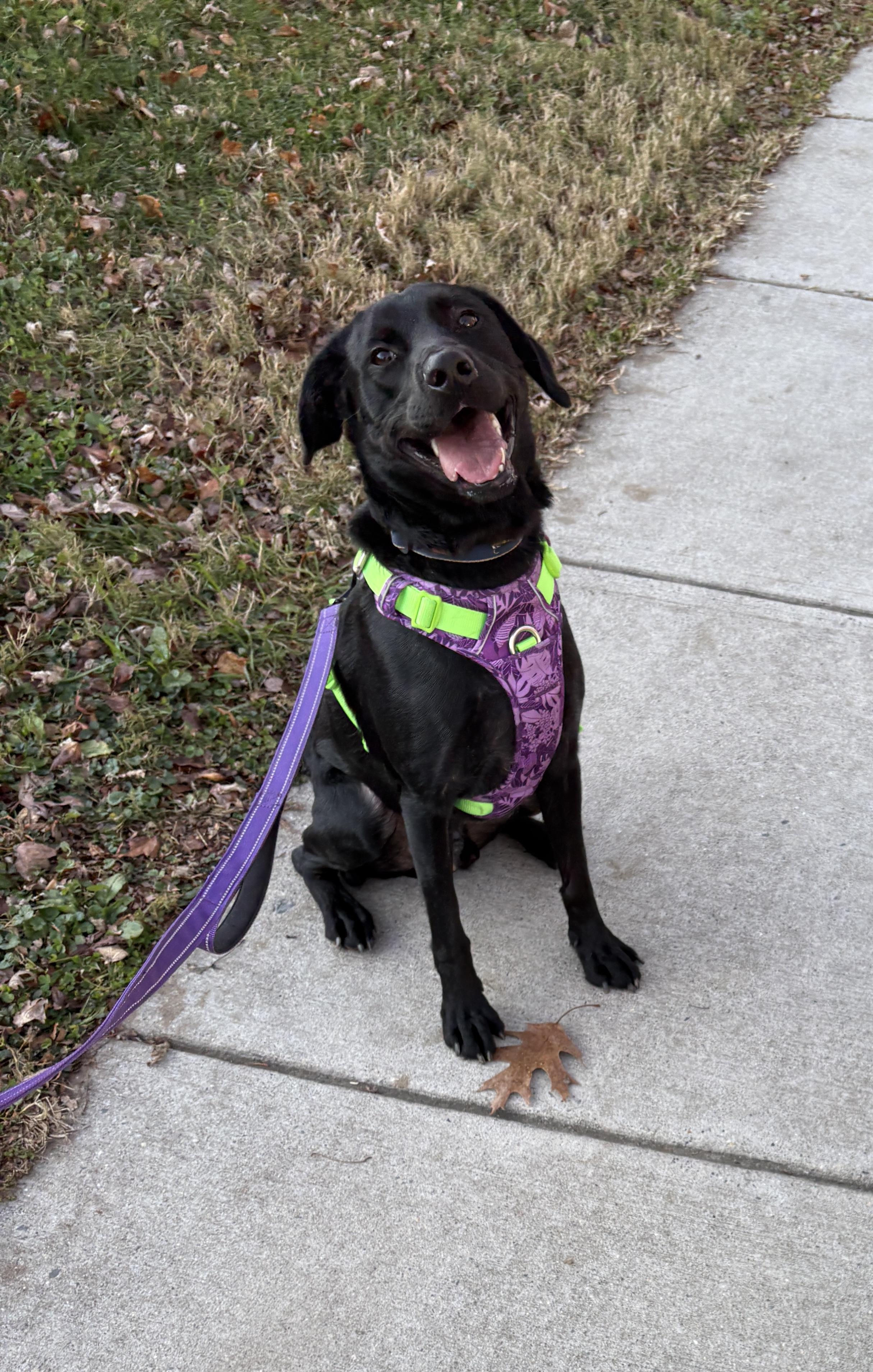 Enlarge Onyx, a Adoptable mixed breed in Silver Spring, MD image 4/6