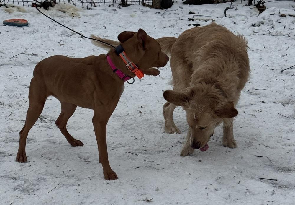 Enlarge Lilo (Feldspar), a Adoptable mixed breed in Waunakee, WI image 1/6