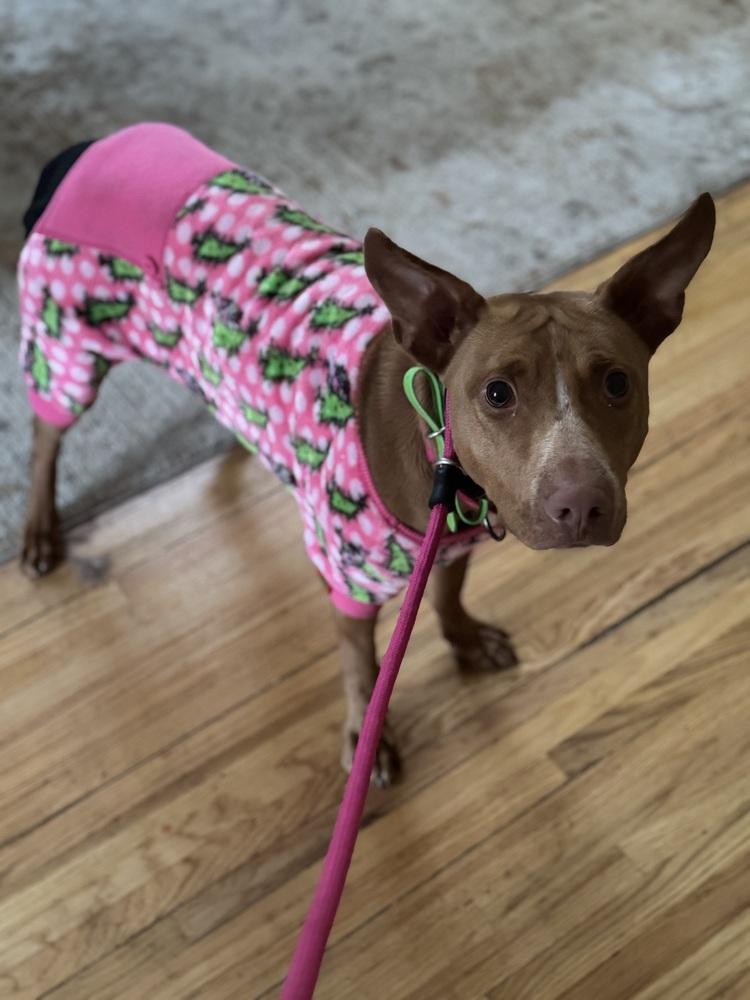 Enlarge Lilo (Feldspar), a Adoptable mixed breed in Waunakee, WI image 2/6