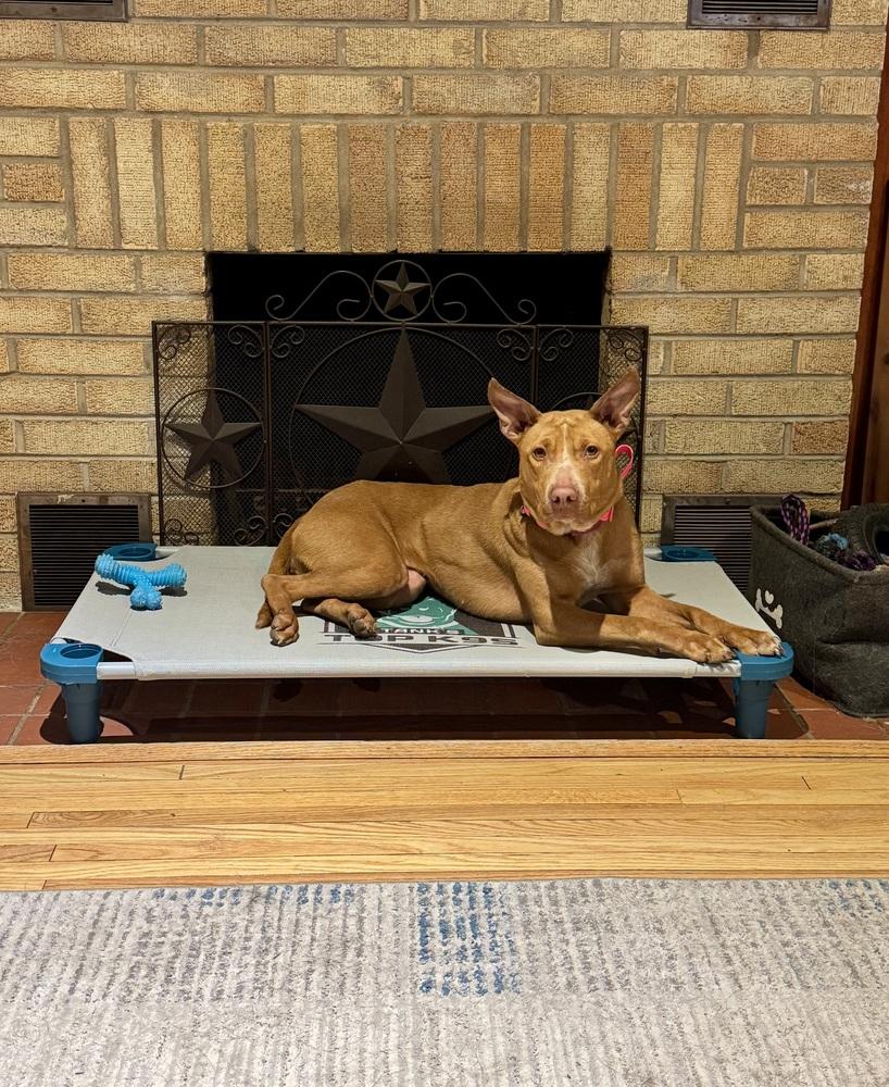 Lilo (Feldspar), a Adoptable mixed breed in Waunakee, WI image 2/6