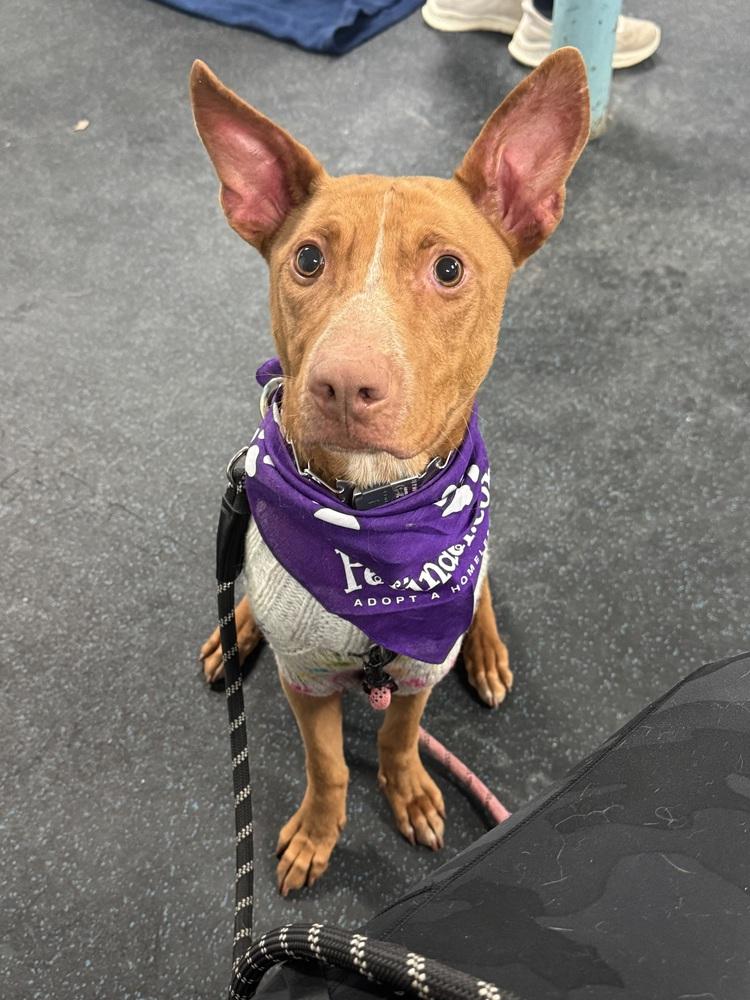 Lilo (Feldspar), Adoptable, Young Female Australian Cattle Dog / Blue Heeler.