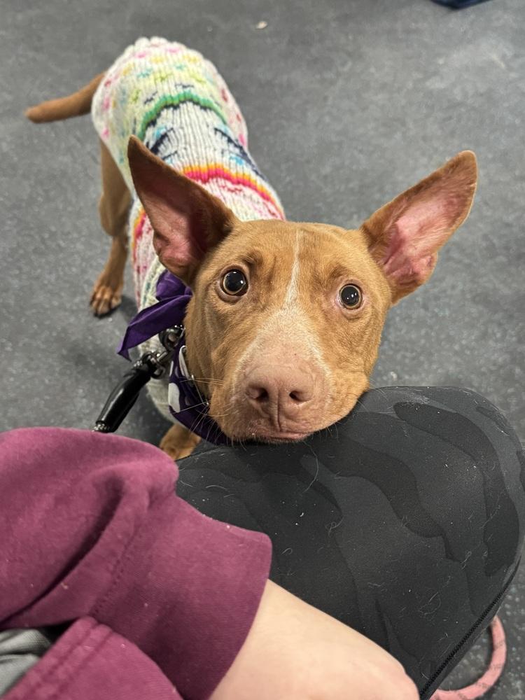 Enlarge Lilo (Feldspar), a Adoptable mixed breed in Waunakee, WI image 4/6