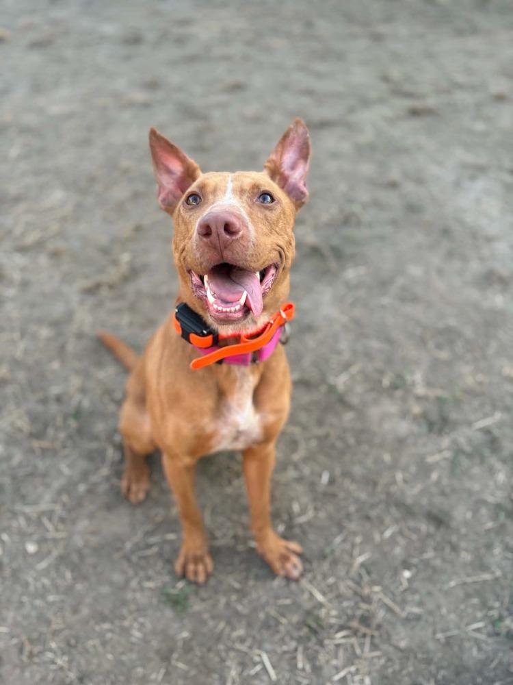 Lilo (Feldspar), a Adoptable mixed breed in Waunakee, WI image 3/5