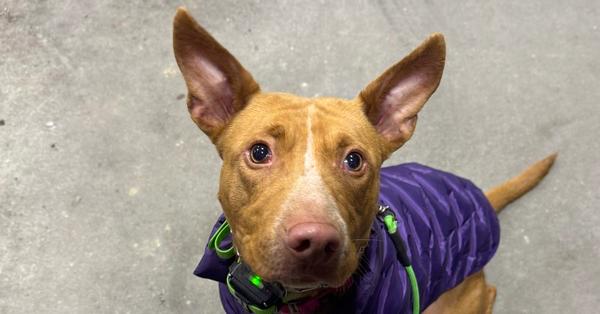 Enlarge Lilo (Feldspar), a Adoptable mixed breed in Waunakee, WI image 5/6