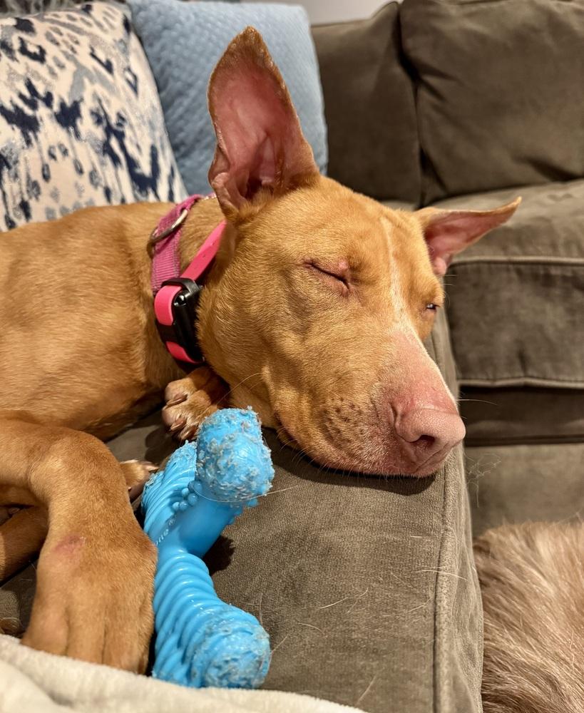Lilo (Feldspar), a Adoptable mixed breed in Waunakee, WI image 5/6