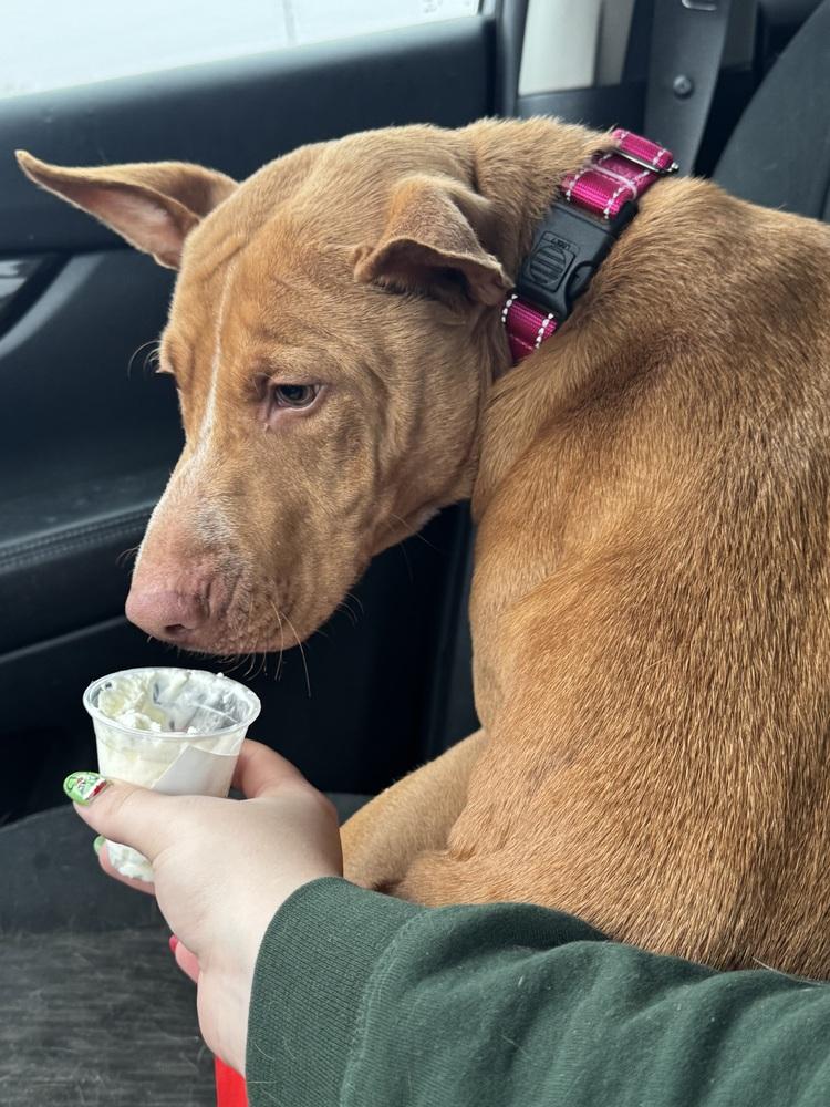 Enlarge Lilo (Feldspar), a Adoptable mixed breed in Waunakee, WI image 6/6