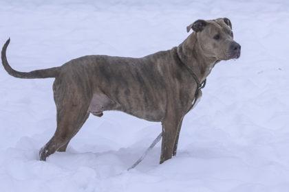 Romeo, Adoptable, Adult Male Pit Bull Terrier & Mixed Breed.