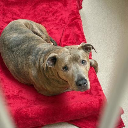 Romeo, a Adoptable mixed breed in Madison, WI image 2/3