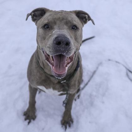 Romeo, a Adoptable mixed breed in Madison, WI image 3/3