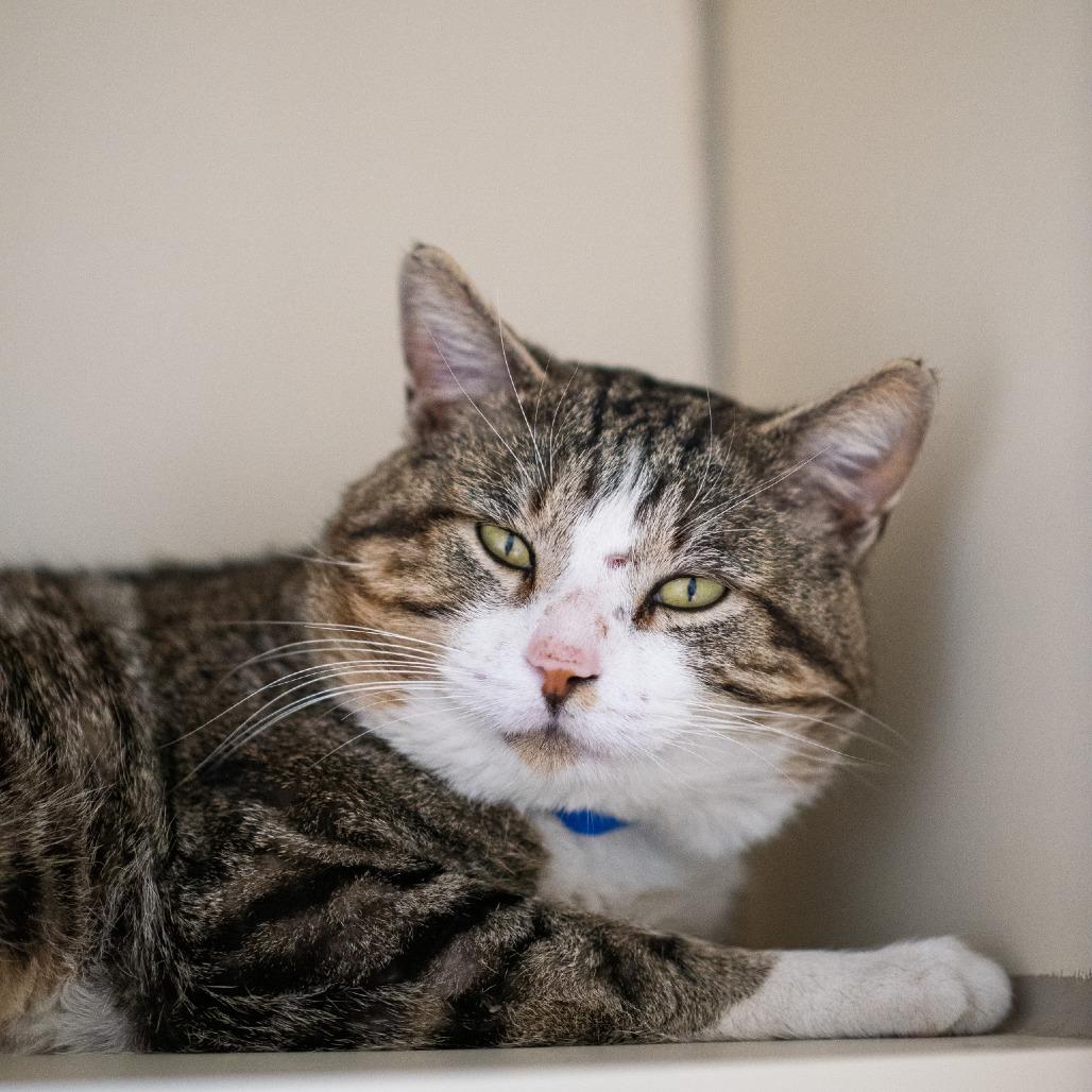 Benjamin, Adoptable, Adult Male Domestic Short Hair.
