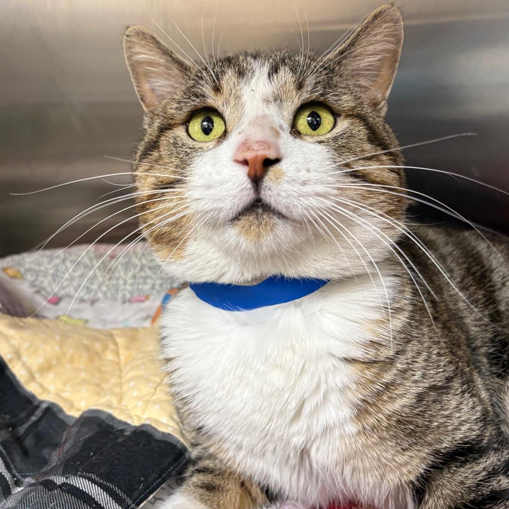 Enlarge Benjamin, a Adoptable Domestic Short Hair in Albuquerque, NM image 3/6