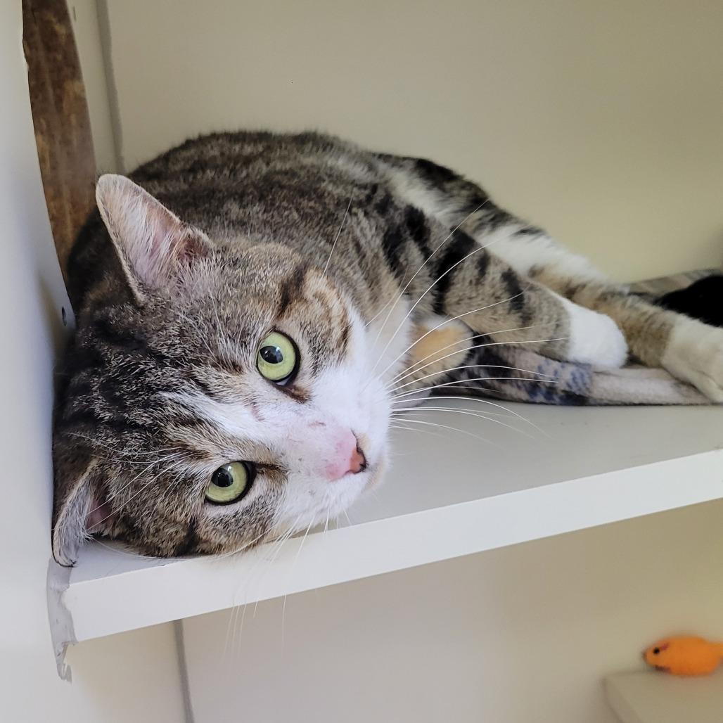 Enlarge Benjamin, a Adoptable Domestic Short Hair in Albuquerque, NM image 4/6