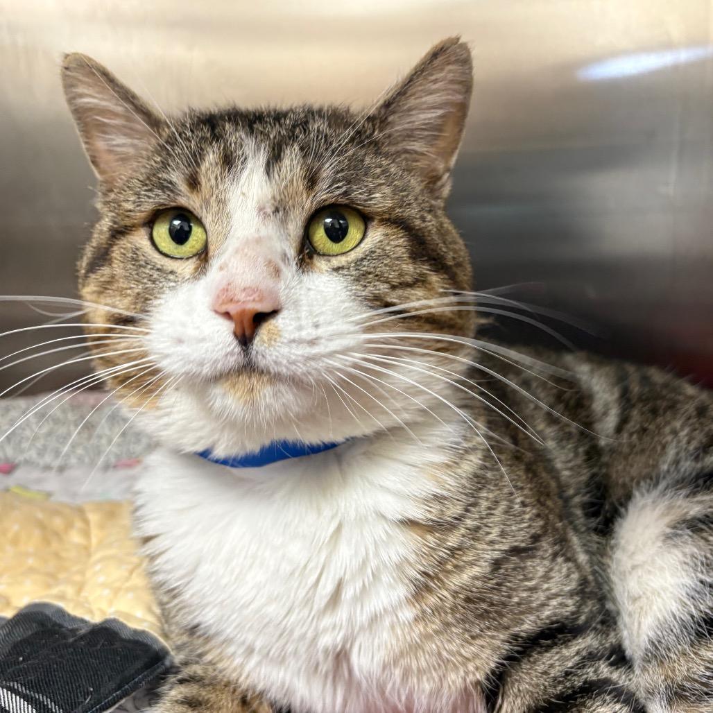 Enlarge Benjamin, a Adoptable Domestic Short Hair in Albuquerque, NM image 5/6